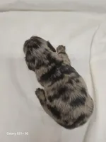 Black Akc, a female Miniature Dachshund for sale in Strafford, MO – Photo 4 of 4