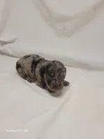 Black Akc, a female Miniature Dachshund for sale in Strafford, MO – Photo 3 of 4