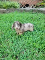 PENNY Akc, a female Miniature Dachshund for sale in Strafford, MO – 3 of 5