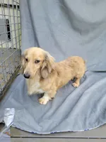 Stud Akc, a male Miniature Dachshund for sale in Strafford, MO – 2 of 2