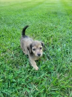 Precious Akc, a female Miniature Dachshund for sale in Strafford, MO – 3 of 3