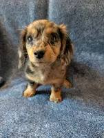Molly Akc, a female Miniature Dachshund for sale in Strafford, MO – 1 of 5