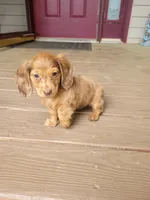 Pearl AKC, a female Miniature Dachshund for sale in Strafford, MO – Photo 4 of 4