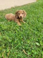 Pearl AKC, a female Miniature Dachshund for sale in Strafford, MO – Photo 2 of 4