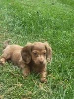 Pearl AKC, a female Miniature Dachshund for sale in Strafford, MO – Photo 3 of 4