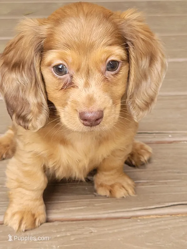 Pearl AKC – Miniature Dachshund puppy for sale in Strafford, MO