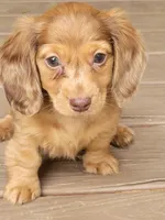 Pearl AKC, a female Miniature Dachshund for sale in Strafford, MO – Photo 1 of 4