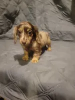 PENNY Akc, a female Miniature Dachshund for sale in Strafford, MO – 5 of 5