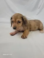 Parker AKC, a male Miniature Dachshund for sale in Strafford, MO – Photo 3 of 3
