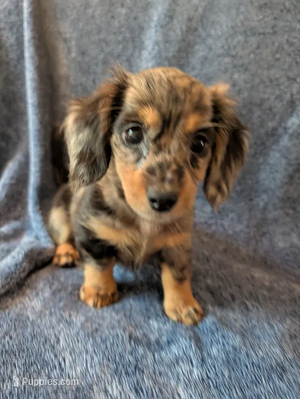 Pearl AKC – Miniature Dachshund puppy for sale in Strafford, MO