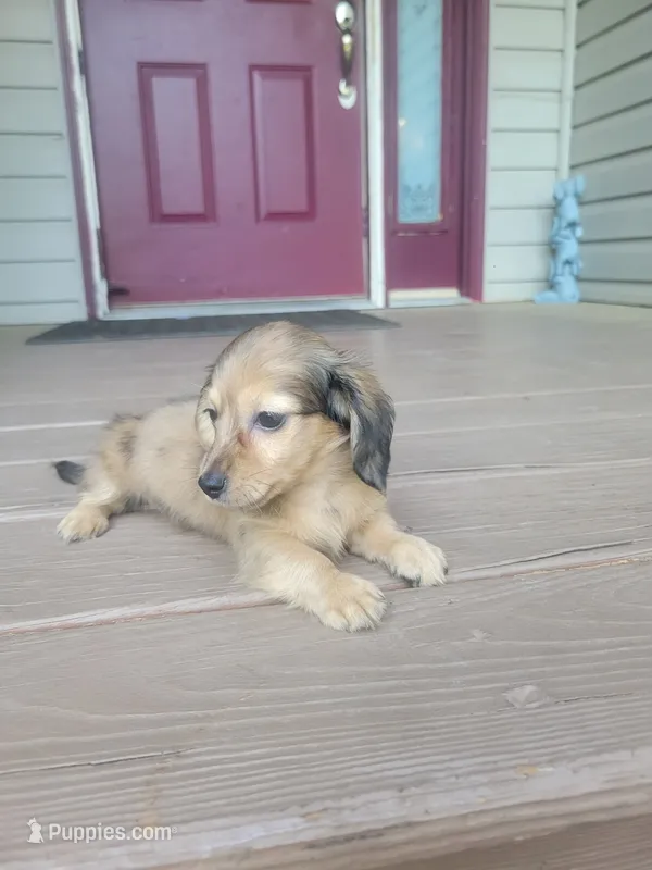 Precious Akc – Miniature Dachshund puppy for sale in Strafford, MO