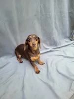 Cindy, a female Miniature Dachshund for sale in Strafford, MO – 2 of 2
