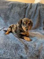 Molly Akc, a female Miniature Dachshund for sale in Strafford, MO – 2 of 5