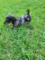 Pearl AKC, a female Miniature Dachshund for sale in Strafford, MO – 4 of 5
