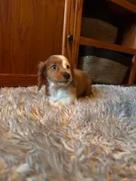 Pete, a male Miniature Dachshund for sale in Strafford, MO – Photo 2 of 3