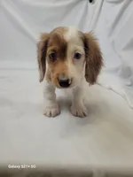 Pete, a male Miniature Dachshund for sale in Strafford, MO – Photo 1 of 3