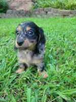 Pearl AKC, a female Miniature Dachshund for sale in Strafford, MO – 3 of 5