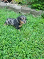 Molly Akc, a female Miniature Dachshund for sale in Strafford, MO – 2 of 3