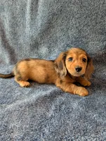 Ben Akc, a male Miniature Dachshund for sale in Strafford, MO – 4 of 5