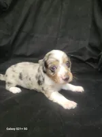 Blue AKC, a male Miniature Dachshund for sale in Strafford, MO – Photo 1 of 9