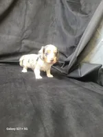 Blue AKC, a male Miniature Dachshund for sale in Strafford, MO – Photo 8 of 9