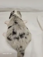 Blue AKC, a male Miniature Dachshund for sale in Strafford, MO – Photo 9 of 9