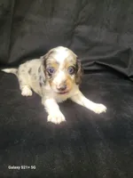 Blue AKC, a male Miniature Dachshund for sale in Strafford, MO – Photo 4 of 9