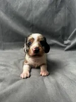 Blue AKC, a male Miniature Dachshund for sale in Strafford, MO – Photo 5 of 9