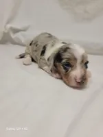 Blue AKC, a male Miniature Dachshund for sale in Strafford, MO – Photo 7 of 9