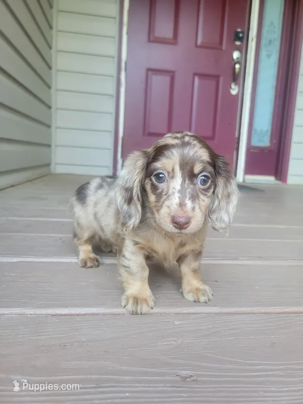 PENNY Akc – Miniature Dachshund puppy for sale in Strafford, MO