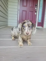 PENNY Akc, a female Miniature Dachshund for sale in Strafford, MO – 1 of 5