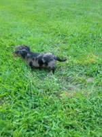 Molly Akc, a female Miniature Dachshund for sale in Strafford, MO – 3 of 3