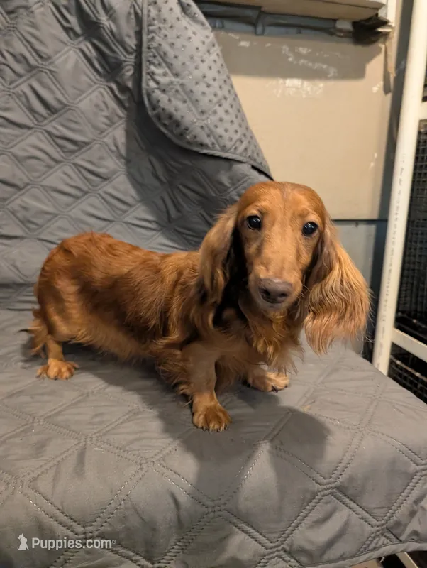 Cinnamon AKC – Miniature Dachshund puppy for sale in Strafford, MO