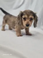 Daisy AKC, a female Miniature Dachshund for sale in Strafford, MO – Photo 4 of 4