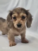 Daisy AKC, a female Miniature Dachshund for sale in Strafford, MO – Photo 1 of 4