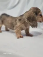 Daisy AKC, a female Miniature Dachshund for sale in Strafford, MO – Photo 2 of 4