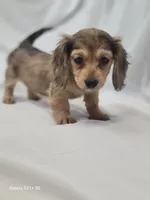 Daisy AKC, a female Miniature Dachshund for sale in Strafford, MO – Photo 3 of 4