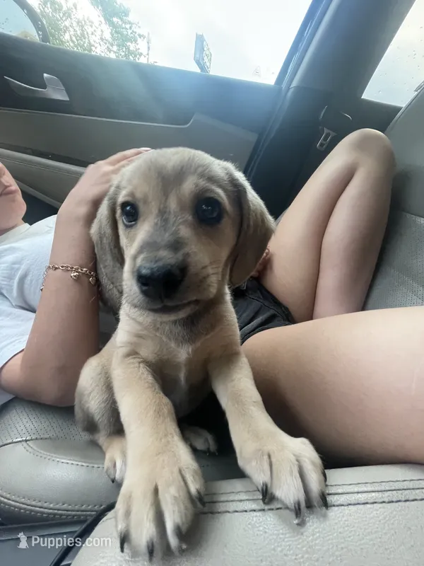 Bandit – Beagle, Labrador Retriever puppy for sale in Knoxville, TN