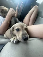 Bandit, a male Beagle and Labrador Retriever for sale in Knoxville, TN – 5 of 7