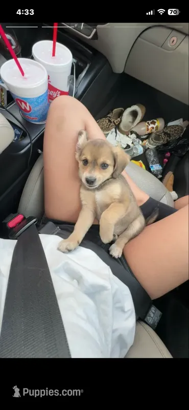 Bella Jade – Beagle, Labrador Retriever puppy for sale in Knoxville, TN