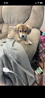 Bella Jade, a female Beagle and Labrador Retriever for sale in Knoxville, TN – 4 of 4