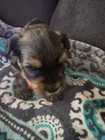 Prince  Case Orange collar, a male Yorkshire Terrier for sale in Hyattsville, MD – 8 of 8