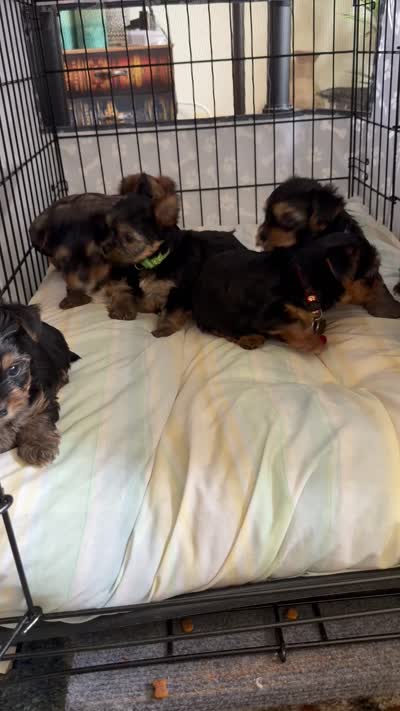 Usher   Turquoise collar, a male Yorkshire Terrier for sale in Hyattsville, MD – 8 of 8