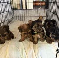 Elvis.  Orange collar, a male Yorkshire Terrier for sale in Hyattsville, MD – 8 of 8