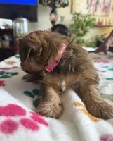 Eva, a female Yorkshire Terrier for sale in Hyattsville, MD – 8 of 9