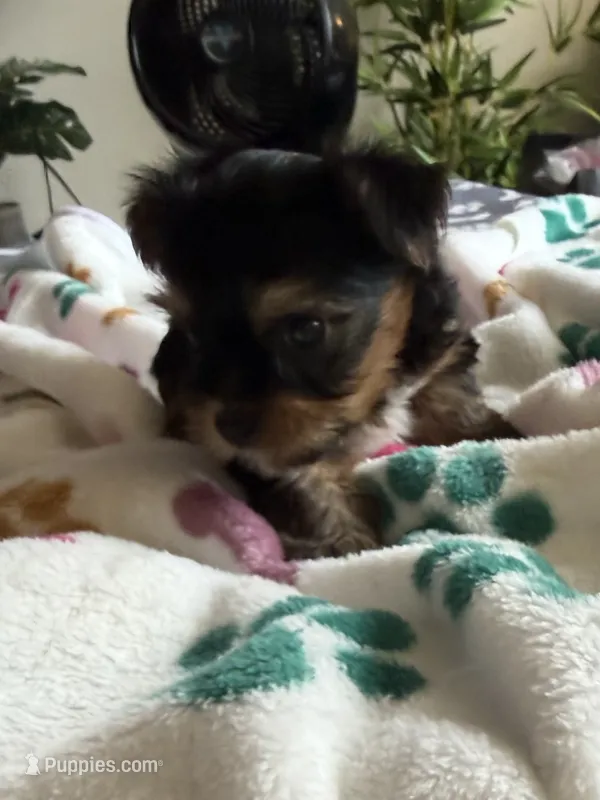 T. C.  Red collar, no tag. – Yorkshire Terrier puppy for sale in Hyattsville, MD