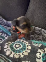 Prince  Case Orange collar, a male Yorkshire Terrier for sale in Hyattsville, MD – 5 of 8