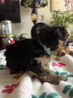 Usher   Turquoise collar, a male Yorkshire Terrier for sale in Hyattsville, MD – 4 of 8