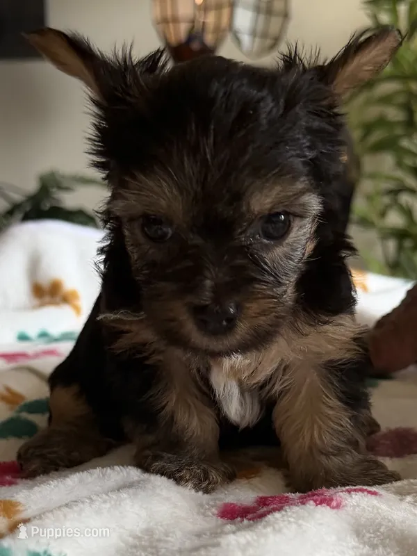 Zoey.  green collar – Yorkshire Terrier puppy for sale in Hyattsville, MD