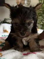 Zoey.  green collar, a female Yorkshire Terrier for sale in Hyattsville, MD – 1 of 8